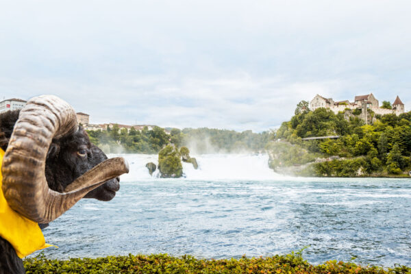 Postkarte: "De Willi Widder entdeckt Schaffhuse" - Motiv Widder & Rheinfall – Bild 2