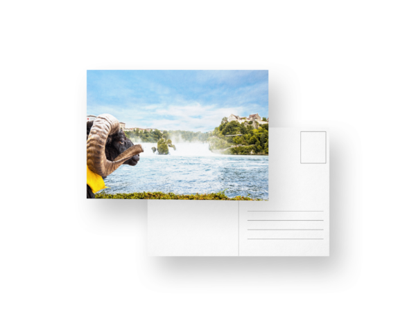 Postkarte: "De Willi Widder entdeckt Schaffhuse" - Motiv Widder & Rheinfall